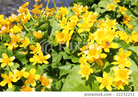 Ezono Ryukyuka Ezono Ryukyuka 22232251