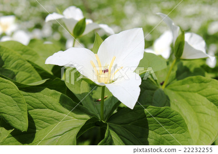 Affiliation 22232255