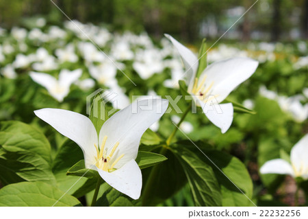 Affiliation 22232256