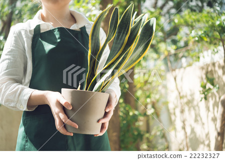 一條綠色圍裙的一名婦女 22232327