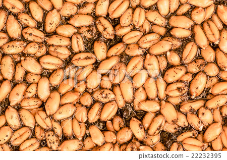 Ripe wheat background 22232395