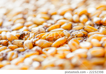 Ripe wheat background 22232398