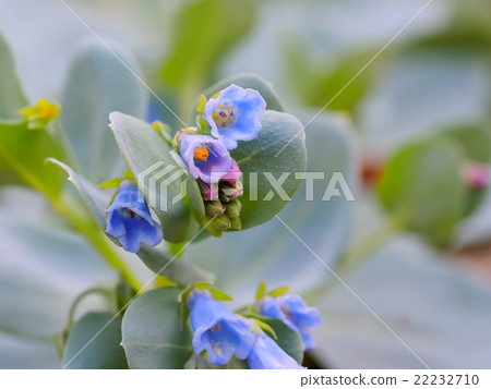 Oysterleaf oysterplant sea bluebells Oysterleaf oysterplant sea bluebells 22232710