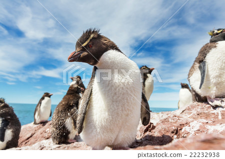 Rockhopper Rockhopper 22232938