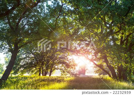 Sunny meadow Sunny meadow 22232939