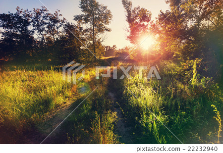 Sunny meadow Sunny meadow 22232940