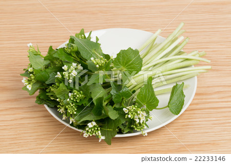 Flower wasabi 22233146