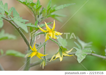 Tomato flowers Tomato flowers 22233516