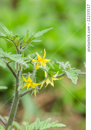 Tomato flowers 22233517