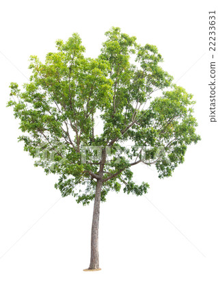 Tree isolated on white background 22233631
