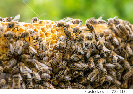 closeup of bees on honeycomb in apiary closeup of bees on honeycomb in apiary 22233801