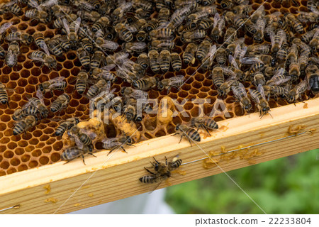 closeup of bees on honeycomb in apiary closeup of bees on honeycomb in apiary 22233804