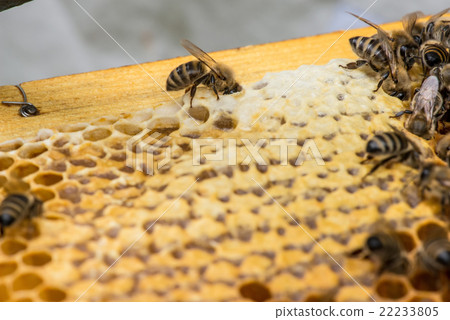 closeup of bees on honeycomb in apiary closeup of bees on honeycomb in apiary 22233805