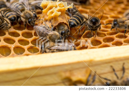 closeup of bees on honeycomb in apiary 22233806