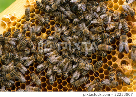 closeup of bees on honeycomb in apiary closeup of bees on honeycomb in apiary 22233807