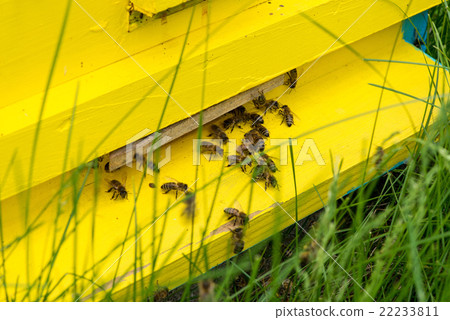 Honey bees swarming and flying around beehive Honey bees swarming and flying around beehive 22233811