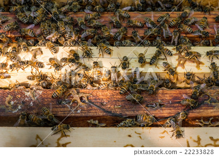 closeup of bees on honeycomb in apiary closeup of bees on honeycomb in apiary 22233828
