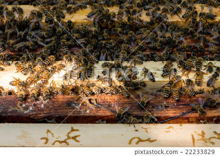 closeup of bees on honeycomb in apiary closeup of bees on honeycomb in apiary 22233829