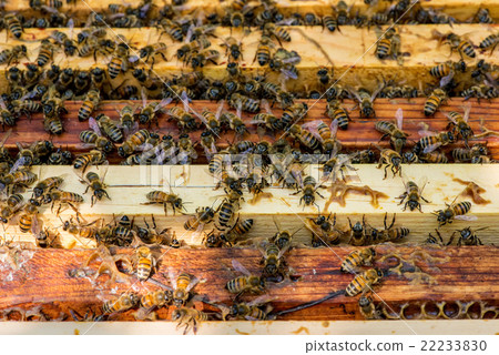 closeup of bees on honeycomb in apiary closeup of bees on honeycomb in apiary 22233830