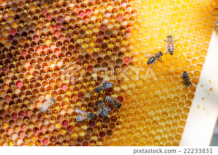 closeup of bees on honeycomb in apiary closeup of bees on honeycomb in apiary 22233831