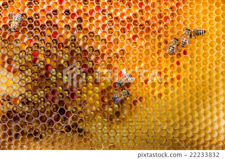closeup of bees on honeycomb in apiary 22233832