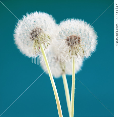 dandelion flower on green blue color background dandelion flower on green blue color background 22234137