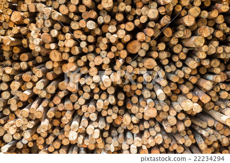Stock of eucalyptus logs in a lumber yard 22234294