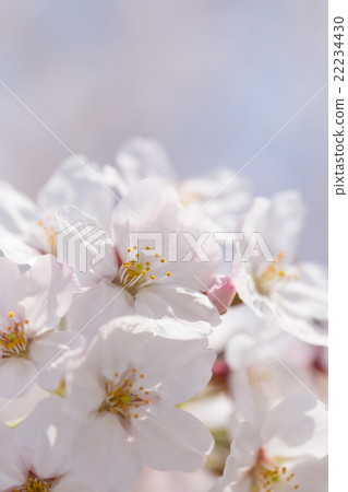 櫻花 22234430