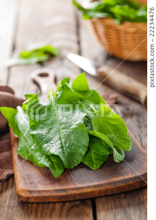 sorrel sorrel 22234476