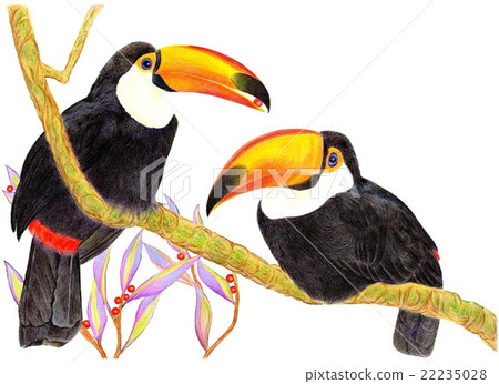 托哥巨嘴鳥 22235028