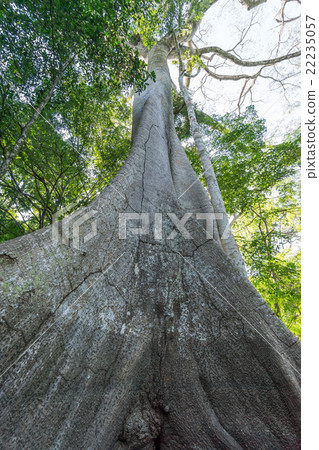 Ceiba pentandra tree in the Amazon Rainforest 22235057