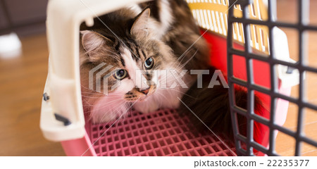 一隻貓 一隻貓 22235377