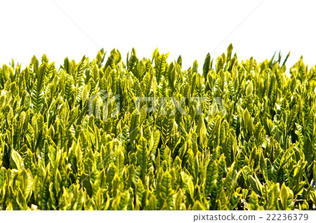 Tea plantation Tea plantation 22236379