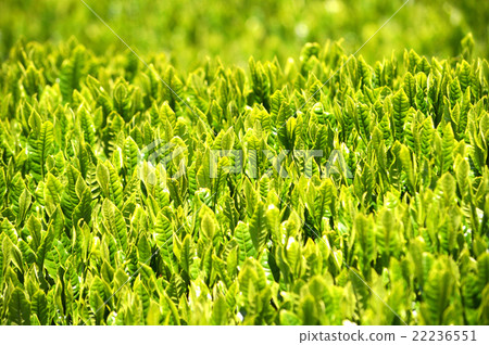 Tea plantation 22236551