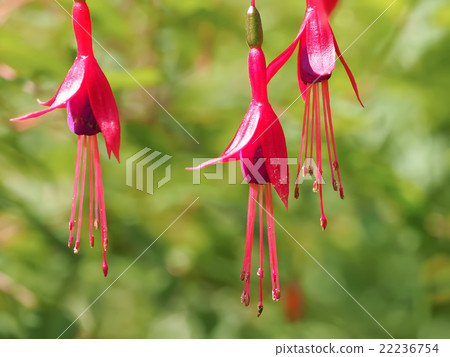 Fuchsia Fuchsia 22236754