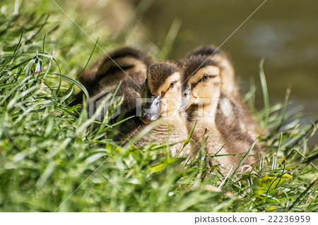 Group of Mallard ducklings - Anas platyrhynchos 22236959