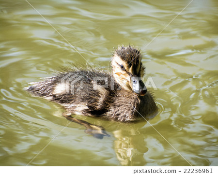 Mallard duckling - Anas platyrhynchos 22236961