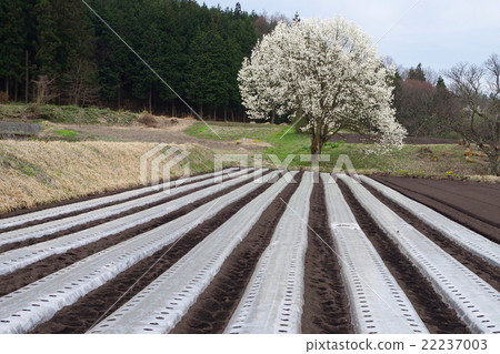 Kobushi field multi-rural scenery 22237003