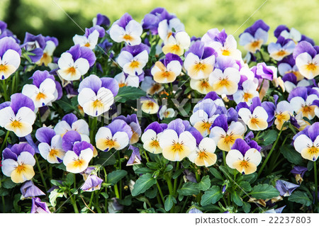 Multi colored pansies in the garden, seasonal natural scene 22237803