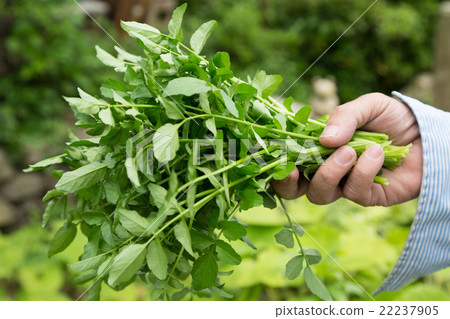 arugula  22237905