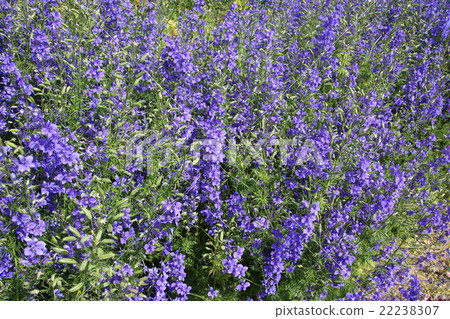 Community of stag and grass Community of stag and grass 22238307