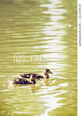 Two little Mallard ducklings - Anas platyrhynchos 22238414