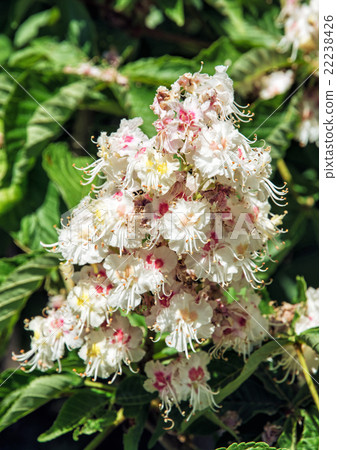 Horse-chestnut flowers and leaves Horse-chestnut flowers and leaves 22238426