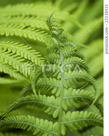 Young fern leaves  macro 22238433