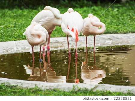 Group of Greater flamingos - Phoenicopterus ruber roseus - in ou 22238851