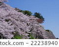 Cherry blossoms at the castle site 22238940