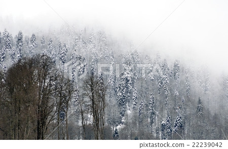 Snowcovered trees top of mountain in mystical fog 22239042