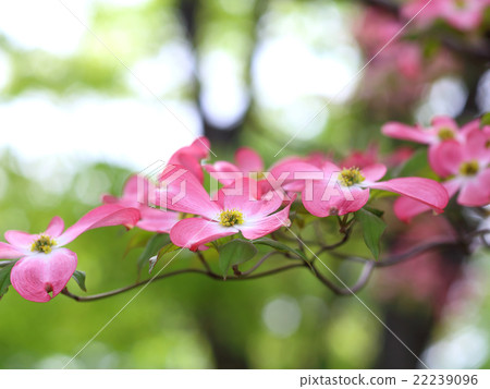 山茱萸紅色花 22239096