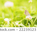 White clover 22239123