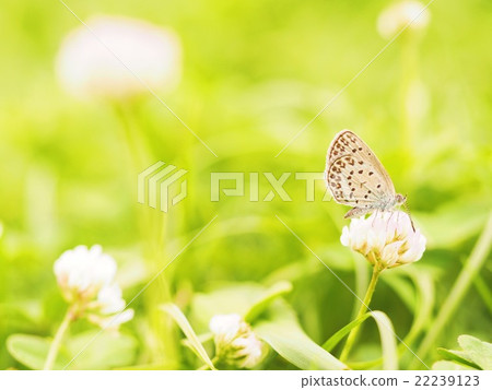 White clover 22239123